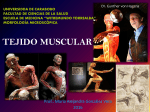 Histo - Tejido muscular