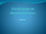 Clasificación de Microorganismos I