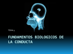 FUNDAMENTOS BIOLOGICOS DE LA CONDUCTA
