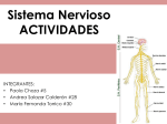 Sistema Nervioso ACTIVIDADES