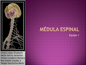 Medula espinal - Leonardo Gastelum Verdugo