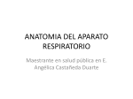 ANATOMIA DEL APARATO RESPIRATORIO