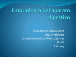 Embriología ap. digestivo