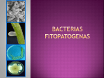 BACTERIAS FITOPATOGENAS Importancia de las bacterias