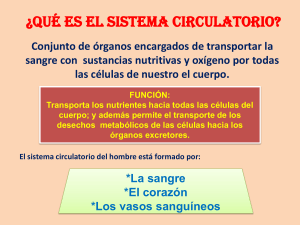 ¿Qué es el sistema circulatorio?