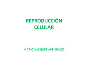 reproducci&oacute;n celular - churchillcollegebiblio
