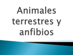 Animales terrestres y anfibios