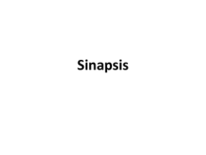 Sinapsis - Colegio Los Aromos