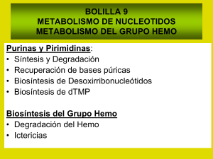 metabolismo de nucleotidos