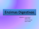 Enzimas Digestivas - Chilean Eagles College La Florida