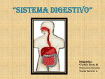 Sistema Digestivo - Chilean Eagles College La Florida