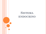 Sistema endocrino expo…