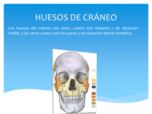huesos de cráneo