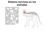 Sistema nervioso en los animales