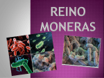 01-Reino Moneras y Protoctistas (We love Romualdo)