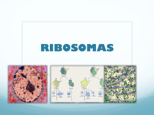 ribosomas-100829213109