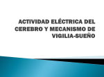 ACTIVIDAD ELÉCTRICA DEL CEREBRO Y MECANISMO DE