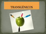 transgénicos - CMCFJBURGOS