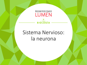 Sistema Nervioso: la neurona