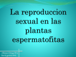 La reproduccion sexual en las plantas espermatofitas