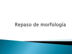 Repaso de morfología - lenguayliteraturasoto