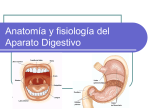 Tema 3: Anatomía y fisiología del Aparato Digestivo