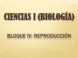 Aparato reproductor