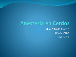 Anestesia en Cerdos