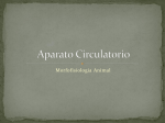 Aparato_Circulatorio