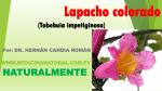 Lapacho colorado (Tabebuia impetiginosa)