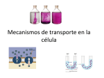 Mecanismos de transporte en la célula