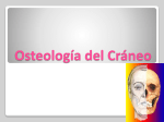 Osteología del Cráneo