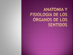 ANATOMIA Y FISIOLOGIA DE LOS ÓRGANOS DE LOS SENTIDOS