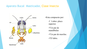 Presentación de PowerPoint