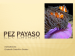 pez payaso (2085174)
