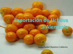 Exportación de Uchuva (1).