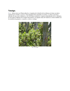 Tasaigo. - Academia Canaria de la Lengua