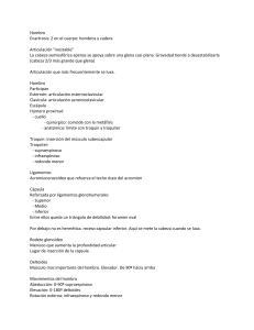 Hombro Enartrosis: 2 en el cuerpo: hombros y cadera Articulación