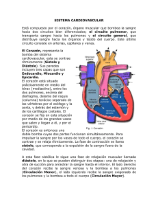 SISTEMA CARDIOVASCULAR Está compuesto por el corazón