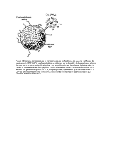 Figura 4. Nanocomplejo de Fosfopéptidos de Caseína y el Fosfato
