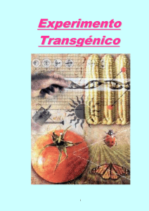 experimento transgenico