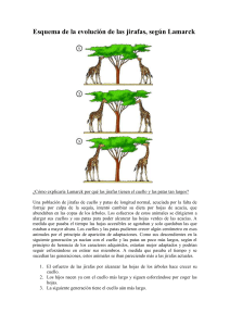 Esquema de la evolución de las jirafas, según Lamarck