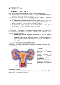 REPRODUCCIÓN LA REPRODUCCIÓN HUMANA El ser humano