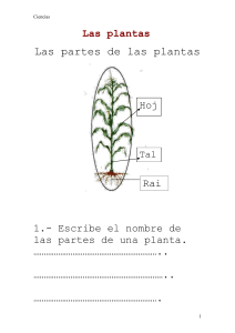 Las plantas - WordPress.com