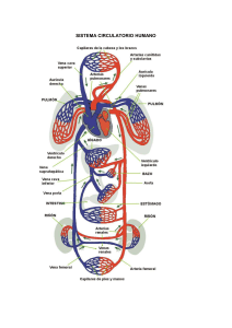 SISTEMA CIRCULATORIO HUMANO SISTEMA LINFATICO Las