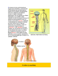 El sistema nervioso periférico