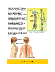El sistema nervioso periférico