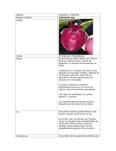catasetum - colholanda-fundacionAGG-orquideas