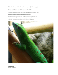 Ficha de cuidados: Gecko diurno de madagascar (Phelsuma spp