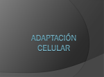 adaptación celular